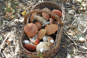 mushrooms in a basket