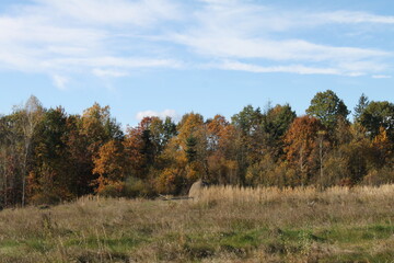 autumn in the forest