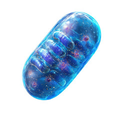 A detailed 3d illustration of a mitochondrion cell organelle showing its structure