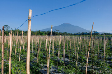 Fototapeta premium Chili pepper farm with bamboo stakes in Indonesia, with mountain backdrop and clear blue sky. tropical agriculture landscape.