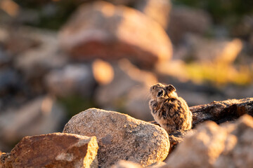 Fluffy Pika Warms In Late Day Sun