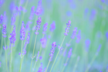 初夏に咲くラベンダーの花