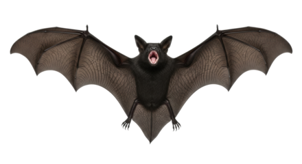 A majestic mature black fruit bat (Flying Fox) with ultra-fine fur and wide-spread translucent wings showing intricate veins, mouth open revealing fangs, captured mid-flight on a transparent