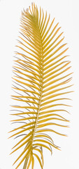 Palme dorée 