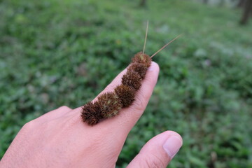 Fake hairy caterpillars use grass flowers to land on human fingers