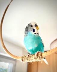 domestic blue bird