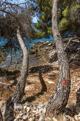 Fototapeta premium The path to the wild beach of Vela i Mala Draga on the coast of the island of Ciovo