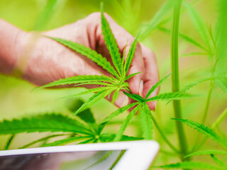 Close up hand people with digital tablet checking leaf cannabis for concept medicine, growing...
