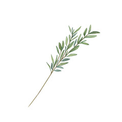 Olive branch with soft green leaves. Watercolor botanical illustration in minimalist style. Valentines Day. Ideal for wedding designs, eco friendly project, natural decor, invitations, romantic theme.