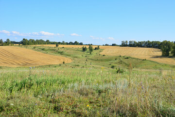 Obraz premium Golden fields on the valley under a clear blue sky drone point of view