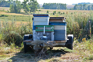 Beehives with flying bees on a Trailer in a Rural Landscape