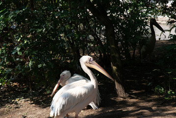 olanda Amsterdam paesi bassi  
