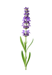 Naklejka premium Single stem of fresh lavender flowers with vibrant purple blossoms and green leaves, isolated on a transparent plain background with perfect even lighting, concept of natural beauty and serenity