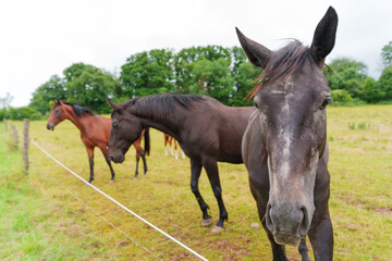 Fototapeta premium Friendly Horses Grazing in Lush Green Pasture