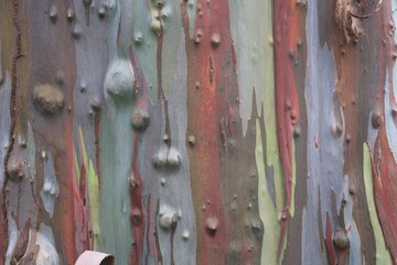 The rainbow eucalyptus tree skin or bark texture background	