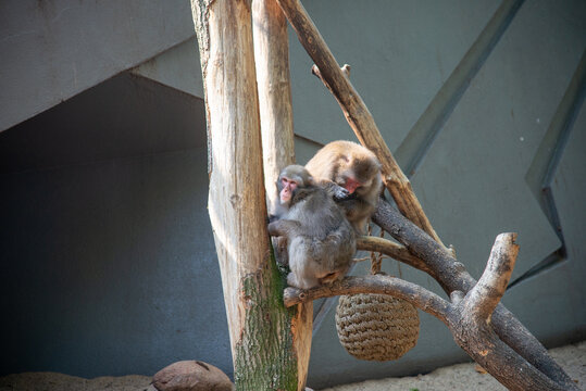 olanda Amsterdam paesi bassi  