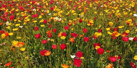 Field of poppies and tulips, Australia