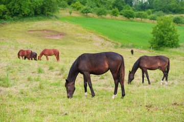 Grazing Horses in a Verdant Pasture