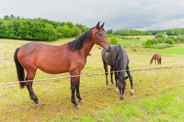 Obraz premium Two Horses Grazing in Green Pasture with Rolling Hills in Rossdorf Germany