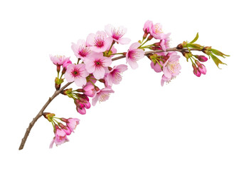 Ultra-realistic UHD macro photograph of a delicate pink cherry blossom branch (Prunus serrulata) with open flowers and buds, against a pure, transparent background with soft, shadowless studio