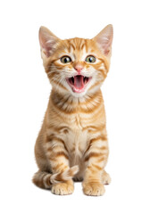 A very young ginger tabby kitten with vibrant green eyes and soft fur, sitting upright with tail curled, mouth wide open vocalizing, isolated on a transparent background with bright even light,