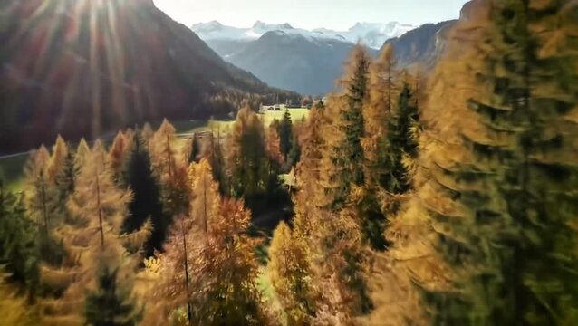 Smooth video of colorful trees in Engadin valley during peak autumn season
