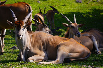 A close-up shot of a common eland resting on green grass, with two others partially visible in the...