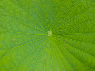 Water Lily or lotus green leaf texture. Close-up of a fresh green lotus leaf showing detailed veins and natural texture, radiating from the center in a symmetrical pattern. Nature background. 