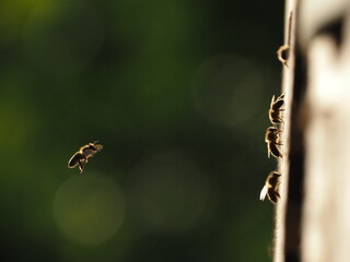 Macro of Bees Flying Into Beehive in Backlight – Real Nature Photography