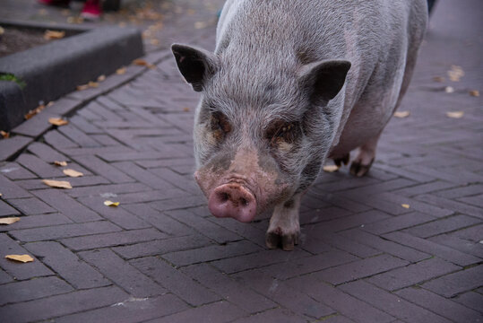 olanda Amsterdam paesi bassi  