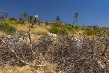 The path to the wild beach of Vela i Mala Draga on the coast of the island of Ciovo