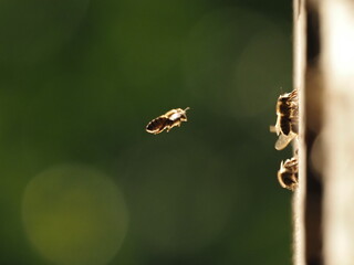 bees flying macro photo