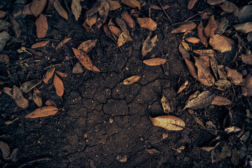dry leaves on the ground background