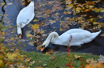 Two white mute swans (Cygnus Olor)swimming and drinking water in autumn pond. Wild waterbirds,...