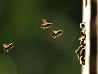 Bees at the hive at sunset, real photo not AI