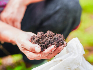 Close up hand holding soil compost in garden concept green energy, environment nature, organic. Lifestyle Woman use hand to hold fertilizer, agricultural. Sustainable and green waste. Cultivation farm