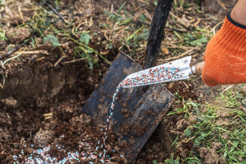 A gloved hand holds a shovel and fertilizes the ground before planting, autumn