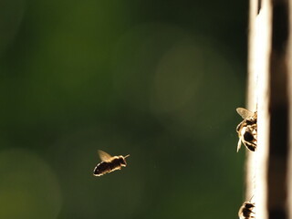 bees flying macro photo
