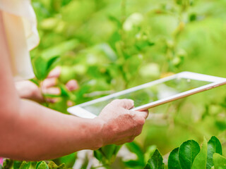 Close up hand touching lime with use tablet for checking. Food vegetable. Lifestyle people farming...