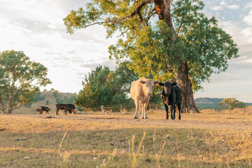 Curious white cow with black calf on Australian farm