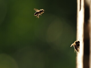 bees flying macro photo