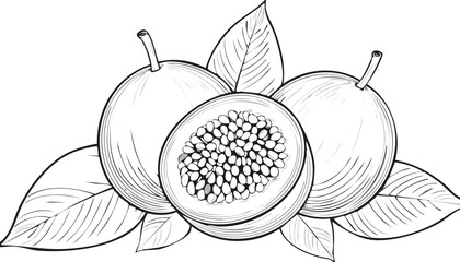 Pink Peach isolated on transparent png vector.cut out, color image, no people, peach, photography, studio shot, healthy eating, single object, close-up, horizontal, fruit juice, lifestyles,