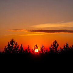 Vibrant sunset paints the sky with fiery hues behind silhouetted pine trees