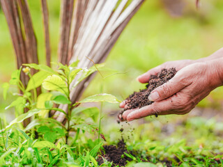 Close up hand lifestyle people holding compost with tree in garden for concept environment nature,...
