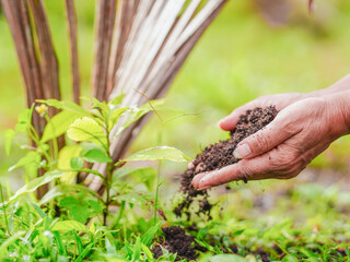 Close up hand lifestyle people holding compost with tree in garden for concept environment nature,...