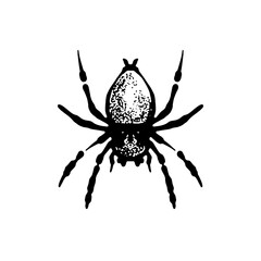 Spider, spider on a white background, spider tatto, black spider
