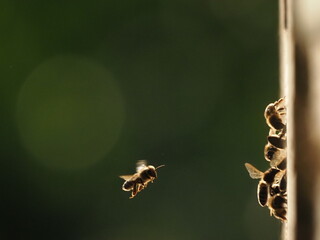 Macro of Bees Flying Into Beehive in Backlight – Real Nature Photography