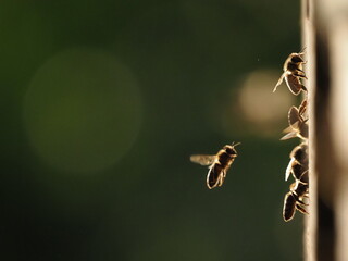 Bees at the hive at sunset, real photo not AI