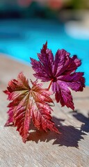 Vibrant purple-red Japanese maple leaves rest on a light-brown wooden surface, near a blurry teal pool