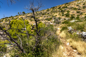 The path to the wild beach of Vela i Mala Draga on the coast of the island of Ciovo